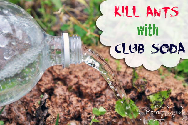 s 15 genius hacks to keep pests away while you camp, Club Soda For Those Ant Piles