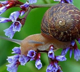 s 15 genius hacks to keep pests away while you camp, Slug and Snail Natural Repellant