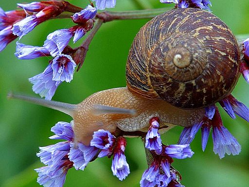 s 15 genius hacks to keep pests away while you camp, Slug and Snail Natural Repellant