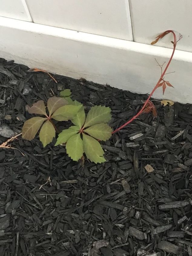q what is this fast growing weed