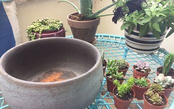  Como fazer um jardim de suculentas em vaso