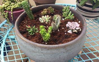 How to Make a Potted Succulent Garden