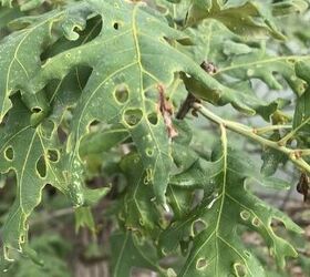 how to patch a hole in an oak tree