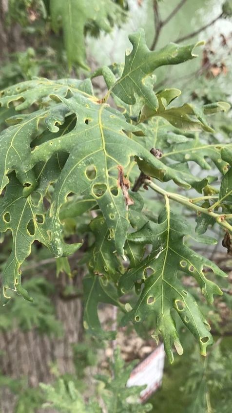 what is causing holes in oak tree