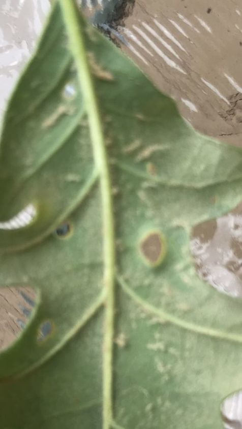 what is causing holes in oak tree