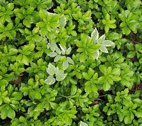 how can i get rid of green carpet japanese spurge