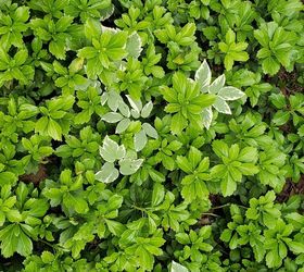 How Can I Get Rid Of Green Carpet Japanese Spurge Hometalk