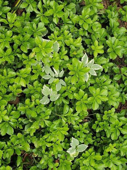 How Can I Get Rid Of Green Carpet Japanese Spurge Hometalk How Can I Get Rid Of Green Carpet Japanese Spurge Hometalk