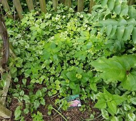 How do I get rid of this invasive, spreading &amp; choking the