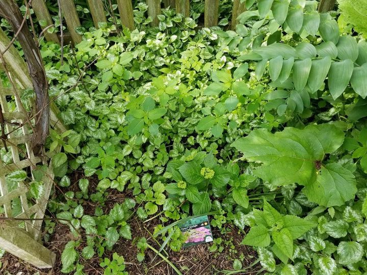 q how do i get rid of this invasive spreading choking the good plants