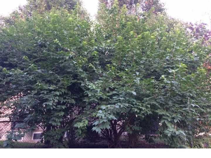 how to remove invasive honeysuckles