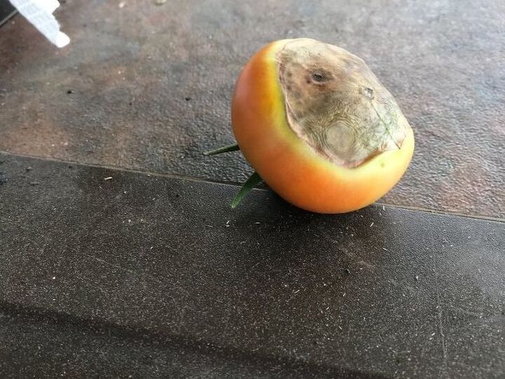 q tomato problem