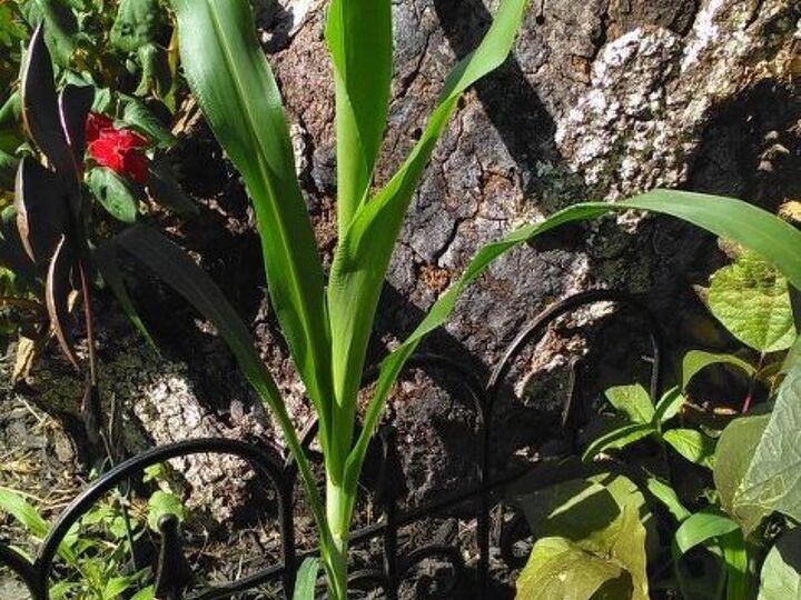 q what type of plant is this