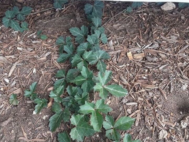 q what kind of ivy is this