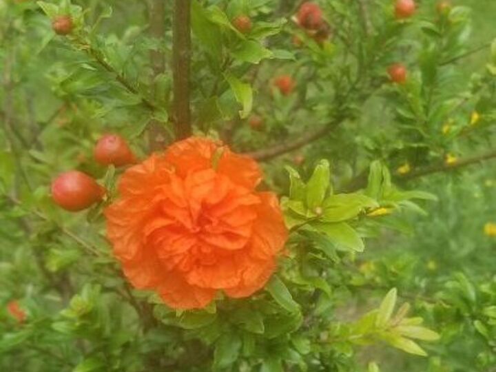 q i m trying to find out what this plant is