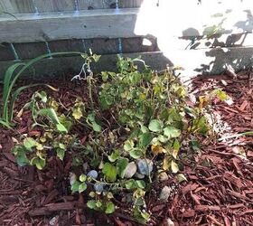 How to save Roses from dying? Hometalk