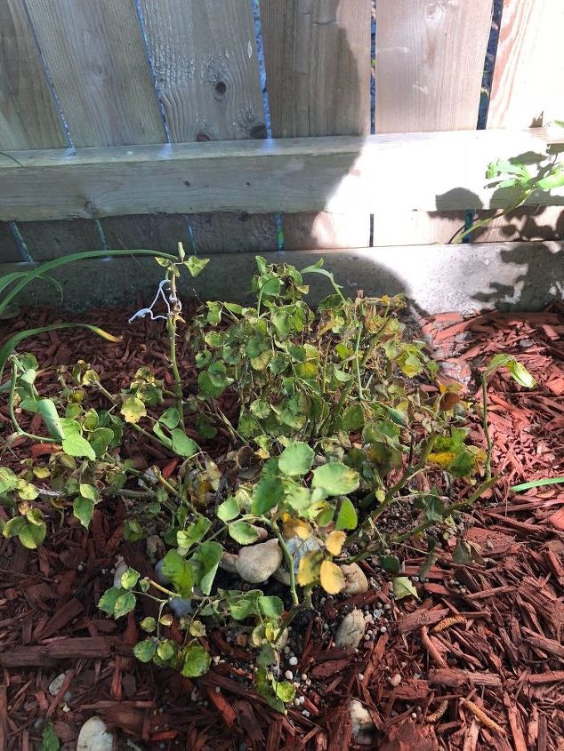 q roses dying