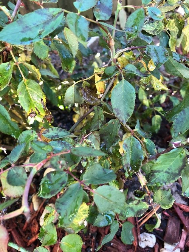 q roses dying