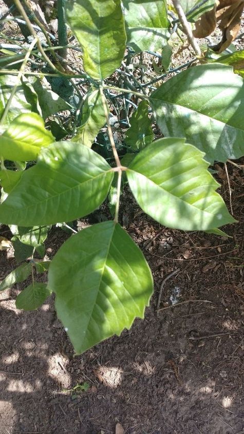 q what ivy plants are this in my yard i ve had a terrible reaction
