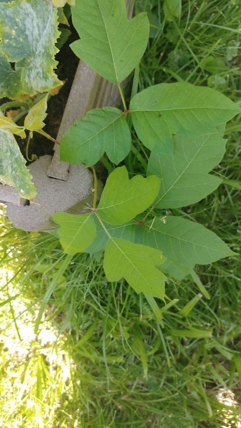 q what ivy plants are this in my yard i ve had a terrible reaction