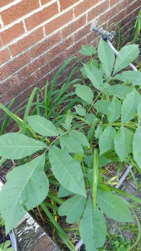 q what ivy plants are this in my yard i ve had a terrible reaction