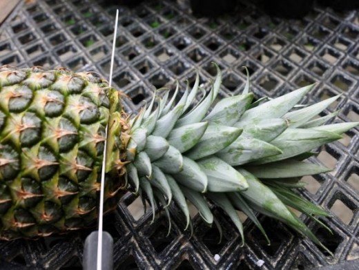 grow your own pineapple plant