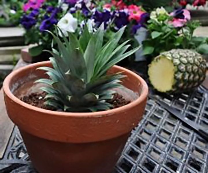 grow your own pineapple plant
