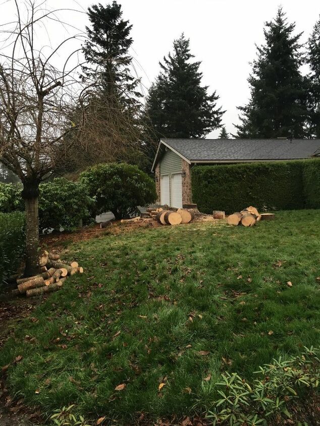 q should we plant pompas grass where our pine s was removed