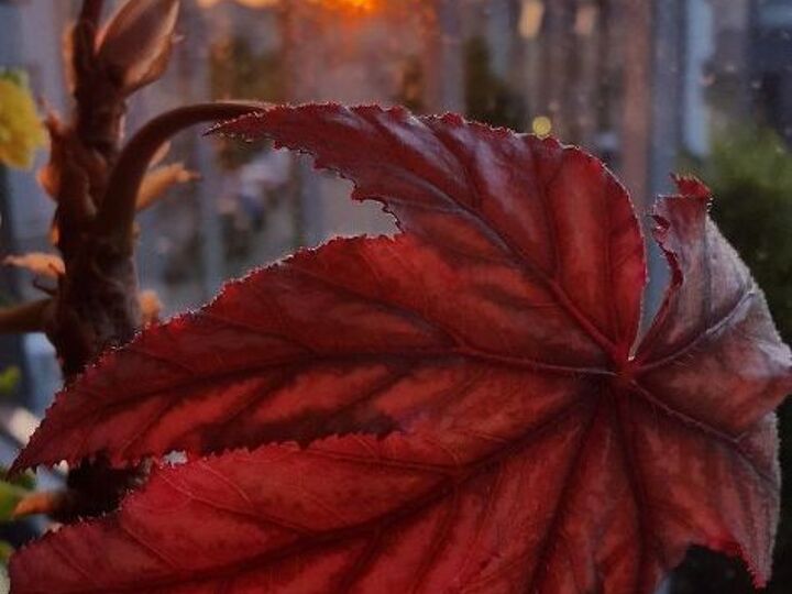 q what plant is that
