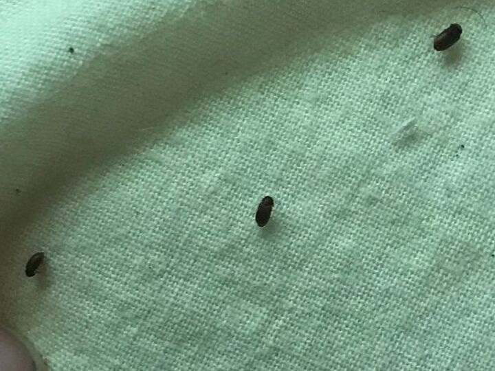 q help what is this bug