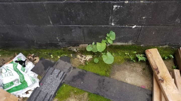 q moss growing on my retaining wall