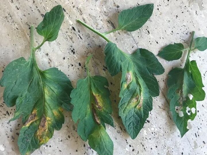 q yell w spots and holes on the leaves of my tomato plants