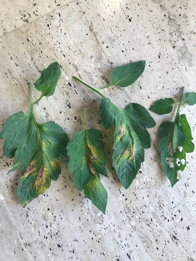 what to do about yellow spots and holes on tomato plant leaves