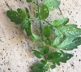 Holes In Tomato Leaves And How To Treat