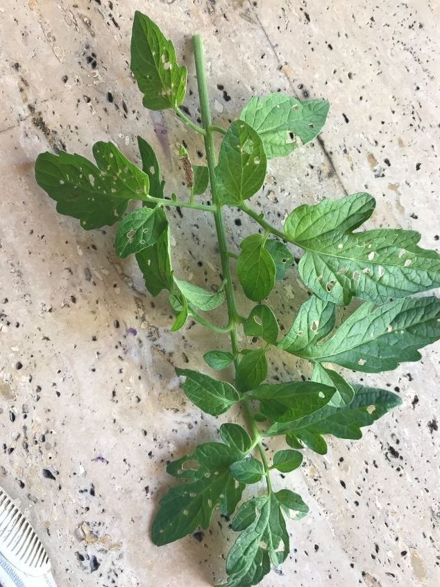 what to do about yellow spots and holes on tomato plant leaves