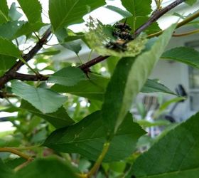 how to get rid of insects on cherry tree eating leaves
