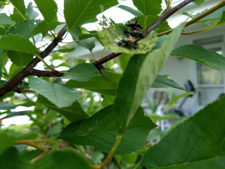 q insects on cherry tree eating leaves