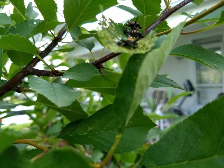 cmo eliminar los insectos del cerezo que se comen las hojas