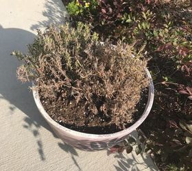 why is my spanish lavender dying