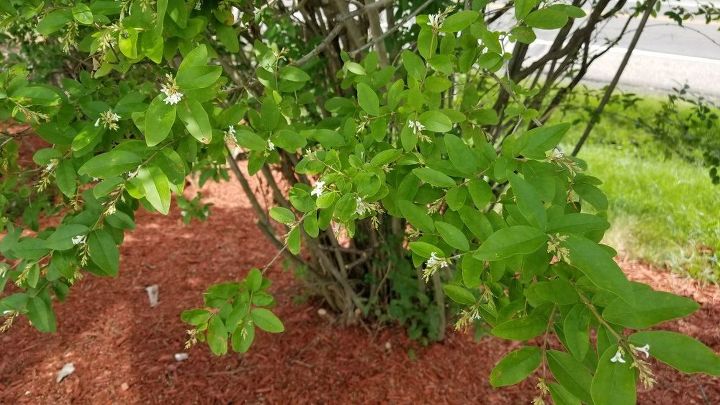 q does anyone know what type of hedge this is they are 10ft high