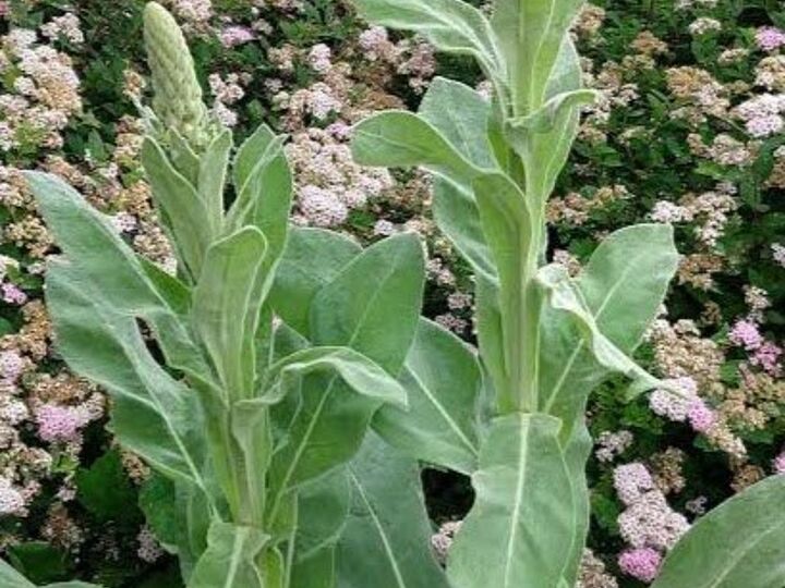 q what is this plant