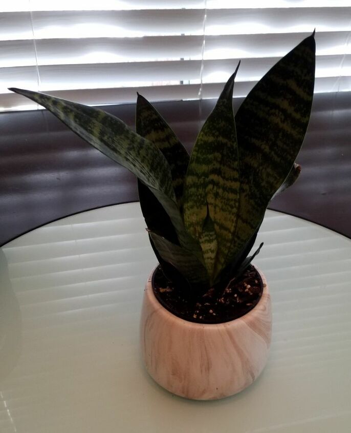 Tips for repotting House Plants? Hometalk Tips for repotting House Plants? Hometalk