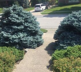 trimming-bottom-branches-of-blue-spruce-a-quick-guide