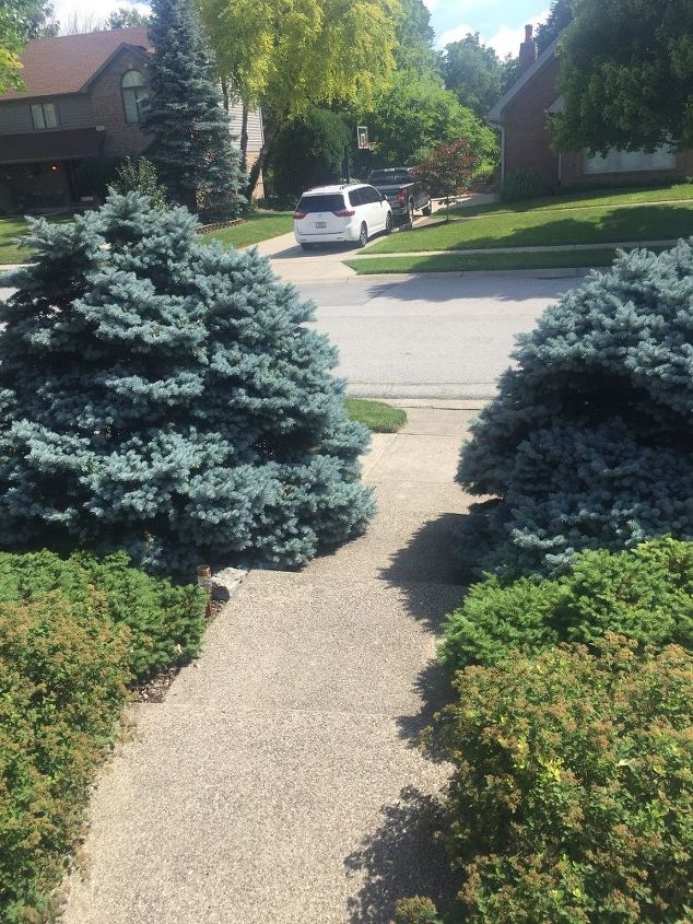 tips for trimming blue spruce