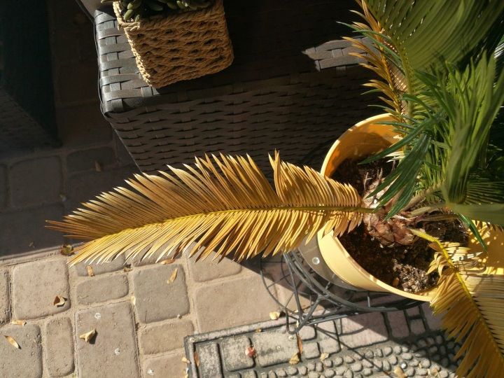 q how can i succed with saga palm