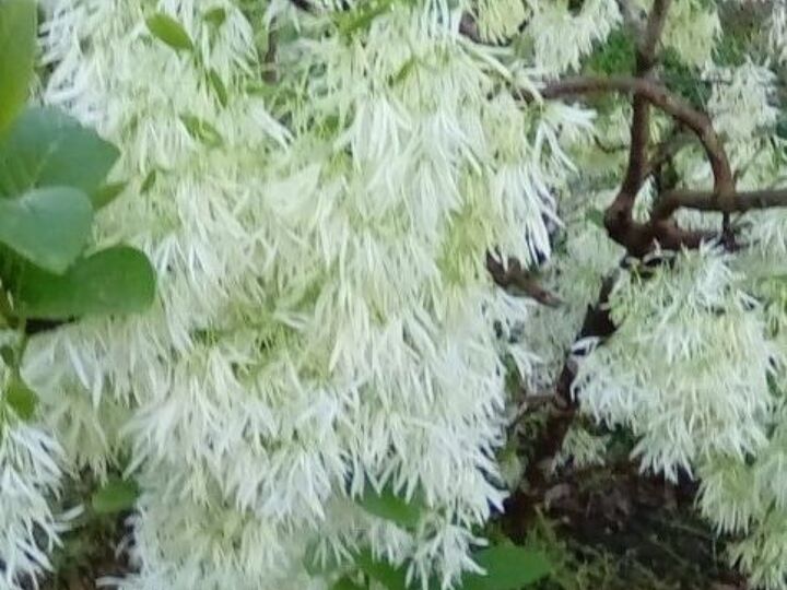 q can you tell me the name of this tree