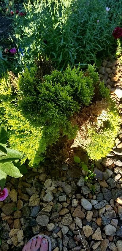 q i have this little evergreen bush half of it died a year ago