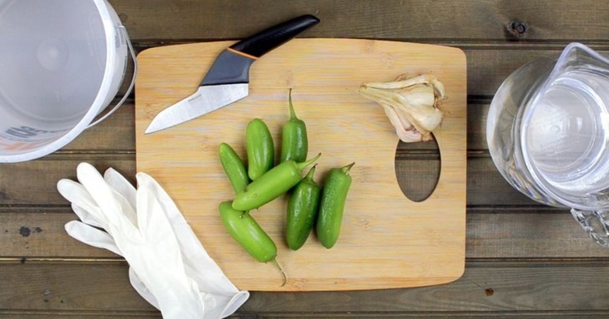 Como fazer spray de pimenta caseiro para deter pragas de jardim DIY ...