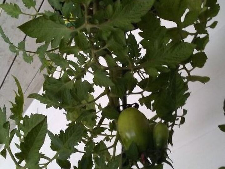 q how to care for a tomato plant