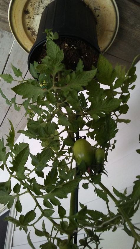 q how to care for a tomato plant